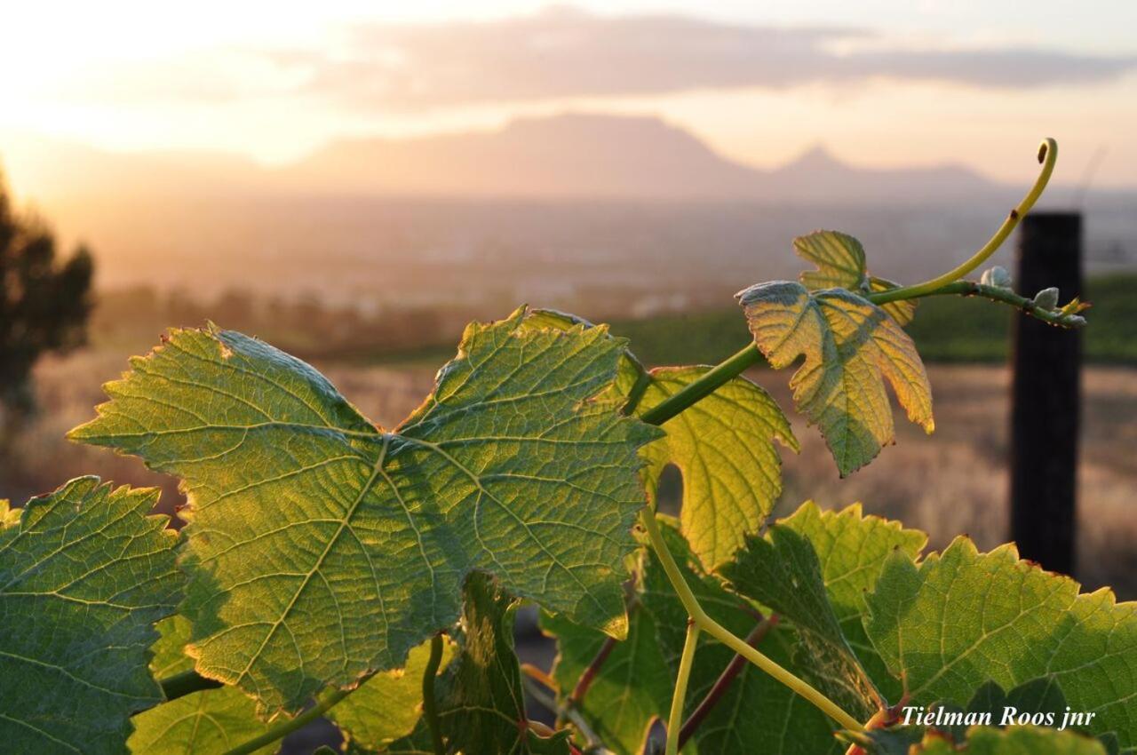 Apartamento Mooiplaas Wine Estate Stellenbosch Exterior foto
